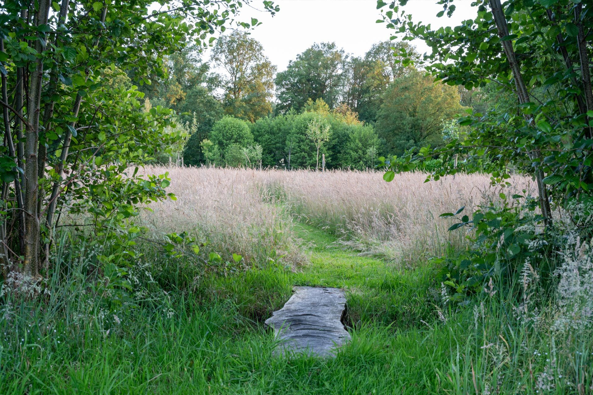 WS Vinckeboom 1920x1280 boomgaard